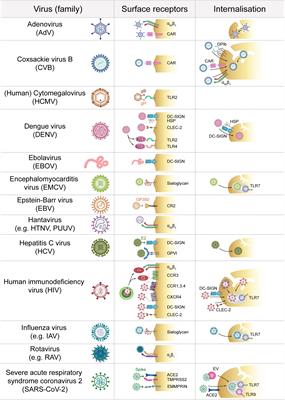 Platelets in Viral Infections – Brave Soldiers or Trojan Horses